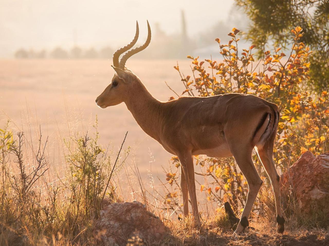 Kloofzicht Lodge & Spa كروغيرسدورب المظهر الخارجي الصورة Greater kudu