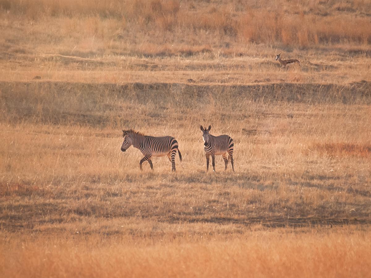 Kloofzicht Lodge & Spa كروغيرسدورب المظهر الخارجي الصورة Zebras in the park
