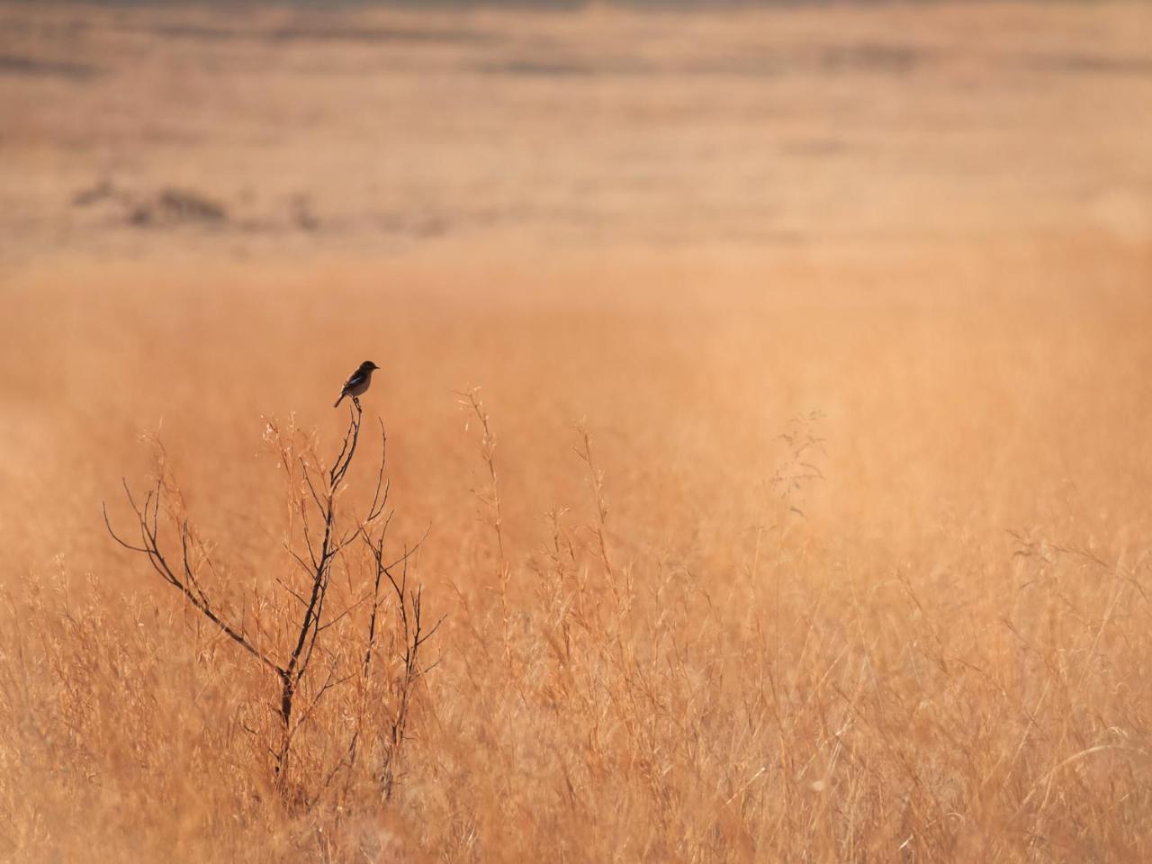 Kloofzicht Lodge & Spa كروغيرسدورب المظهر الخارجي الصورة A male in the Serengeti National Park, Tanzania